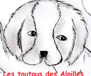 Les toutous des Alpilles