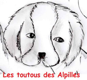 Les toutous des Alpilles