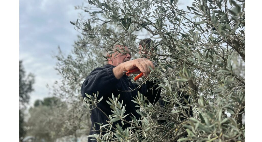 Initiation à la taille des oliviers_Châteaurenard