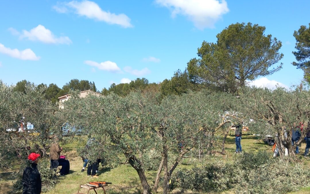 Initiation taille des oliviers à Châteaurenard